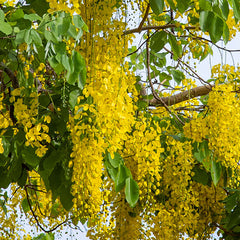 Cassia Chamaecrista (pods)