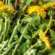 Organic Dandelion leaves and roots used in Flat Tummy Tea