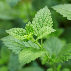 Organic Lemon Balm leaf used in Flat Tummy Tea