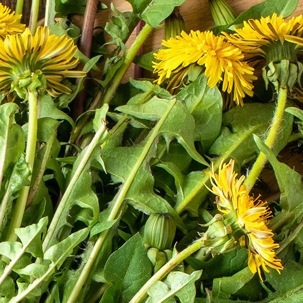 Organic Dandelion leaves and roots used in Flat Tummy Tea