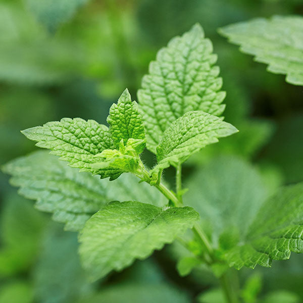 Organic Lemon Balm leaf used in Flat Tummy Tea