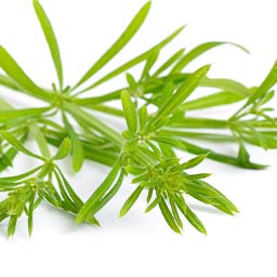 Organic Cleavers leaf used in Flat Tummy Tea