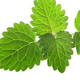 Organic Lemon Balm leaf used in Flat Tummy Tea