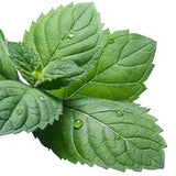 Organic Peppermint leaf used in Flat Tummy Tea