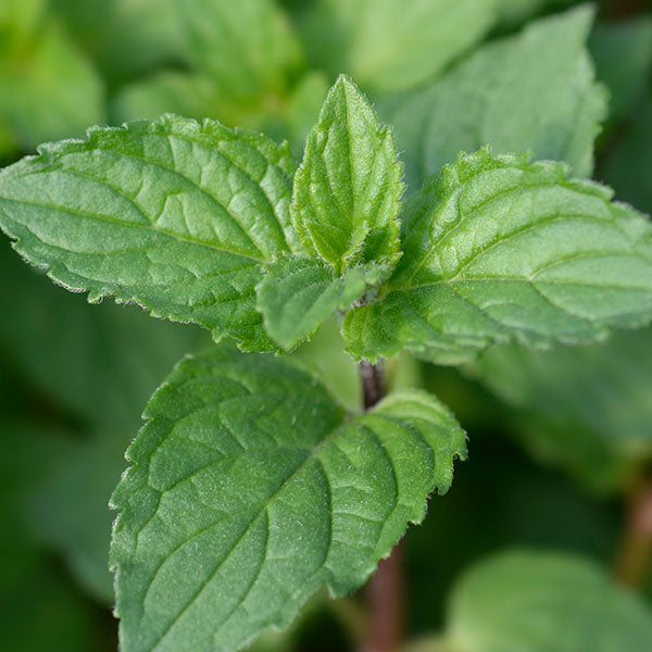 Organic Peppermint leaf used in Flat Tummy Tea