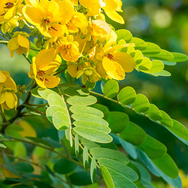 Organic Senna leaves and pods used in Flat Tummy Tea